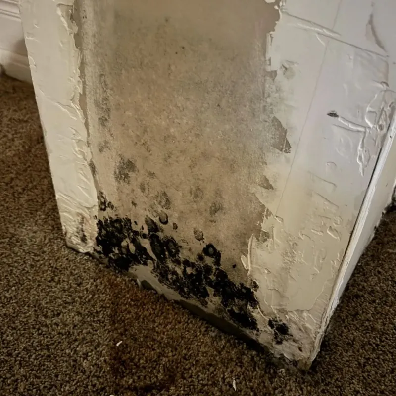 Professional Mold Removal in North Richmond, CA